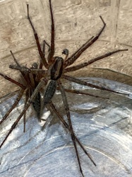 Funnel Weaver Spider (or Grass Spider)