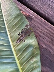 Leaf-footed bug nymph (likely Leaffooted Bug nymph)
