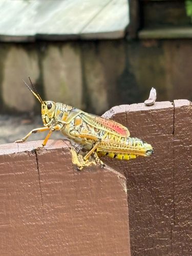 American Bird Grasshopper
