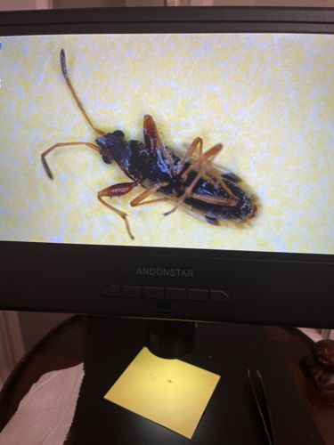 Dirt-colored seed bug