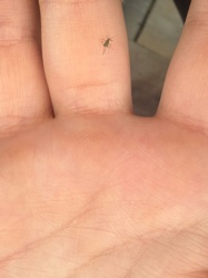 Aphid (or Plant Louse)