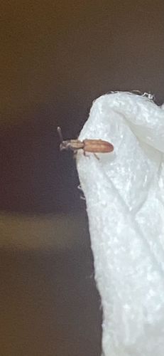 Sawtoothed Grain Beetle