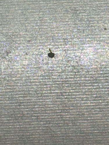 Thrips (likely a very small species)