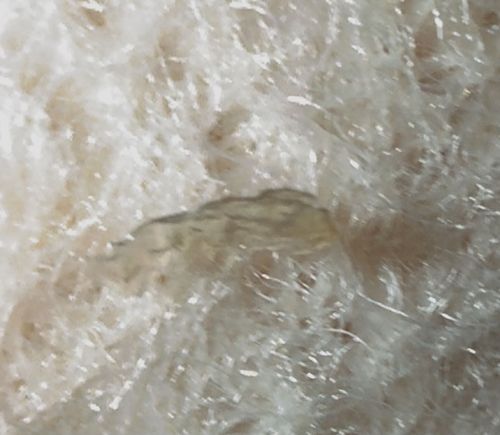 Mealybug (or potentially Woolly Aphid)