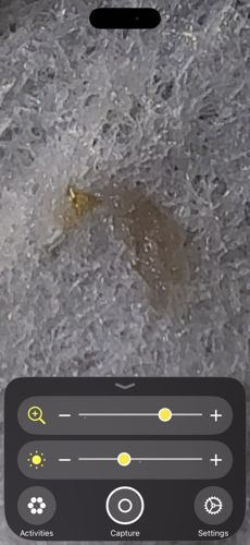Cloth Moth Larva