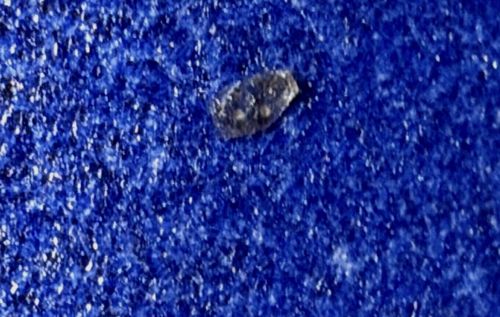 Plaster Bagworm (or Household Casebearer)