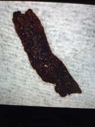 Organic Debris / Plant Fragment