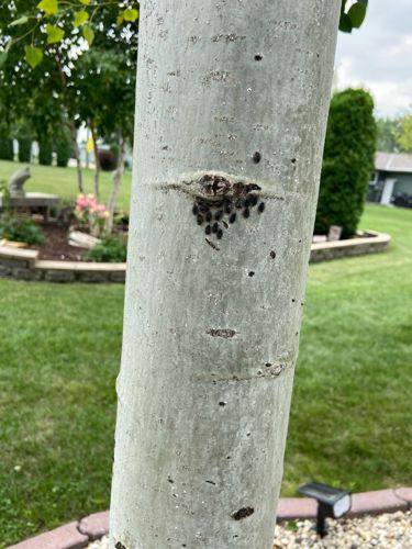 Aphids (specifically, likely woolly aphids or similar tree-dwelling aphids)