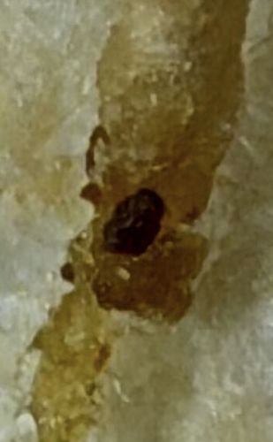 Case-bearing Clothes Moth (Larva)