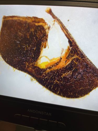 Honey Bee Leg (part of a worker bee)