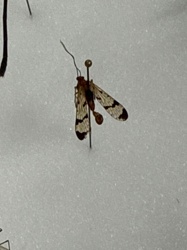 Common Scorpionfly