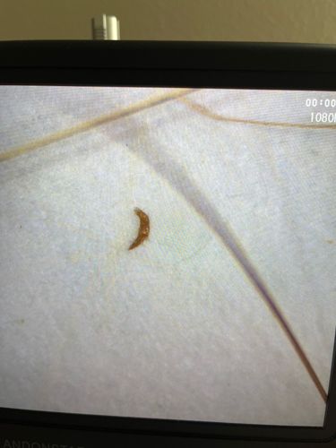 Carpet Beetle Larva (possibly Varied Carpet Beetle or Black Carpet Beetle)