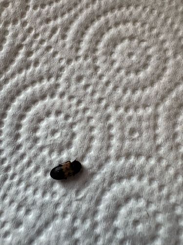 Varied Carpet Beetle