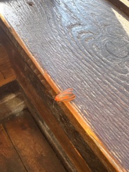 Tiger Moth (likely a species of Lichen Moth or Footman Moth)