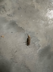 Colorado Potato Beetle