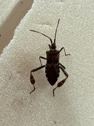 Western Conifer Seed Bug