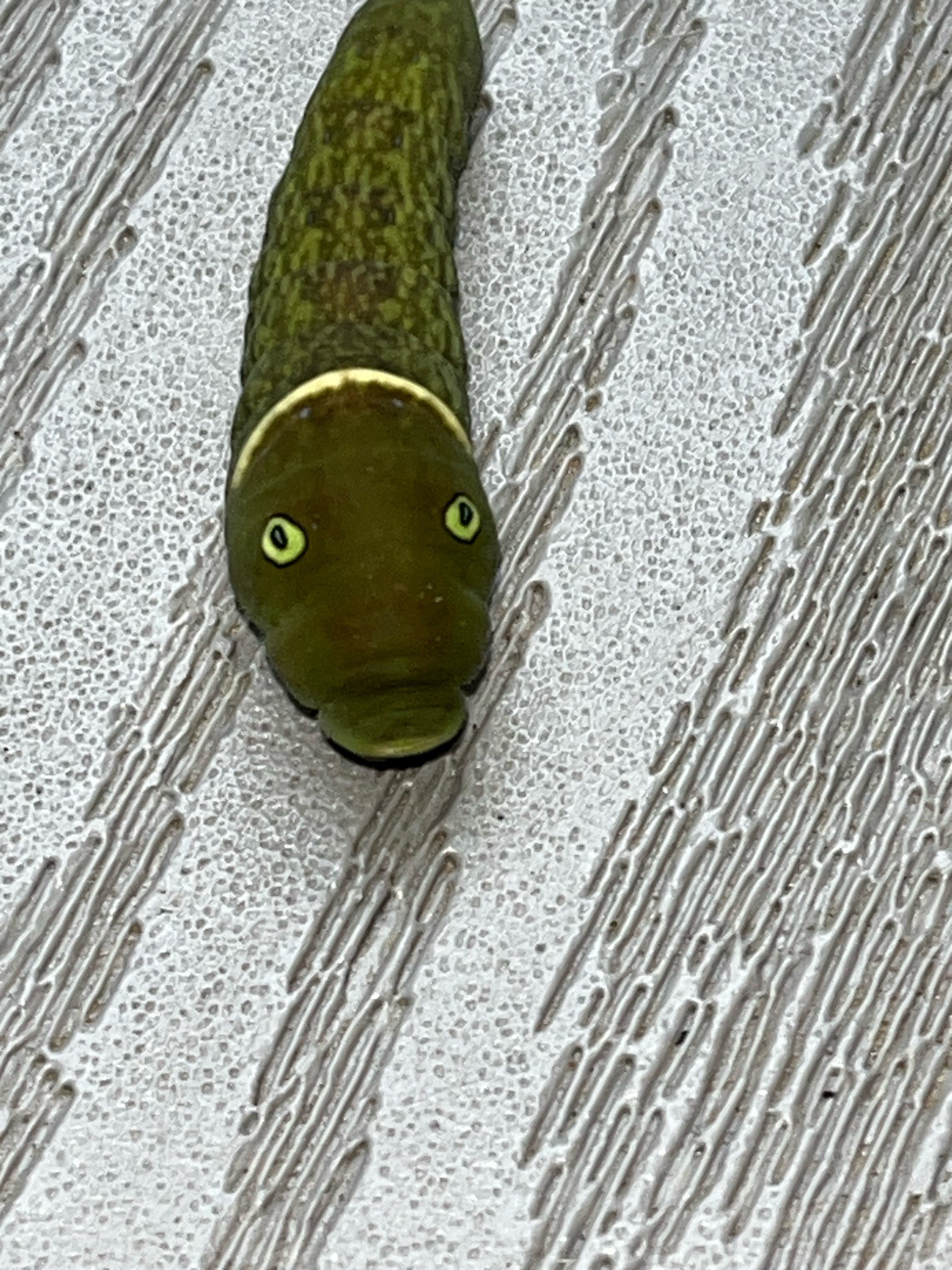 Tiger Swallowtail Butterfly Caterpillar