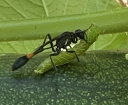 Ensign Wasp