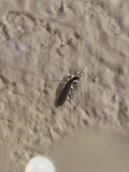 Cockroach (likely German or Asian cockroach)