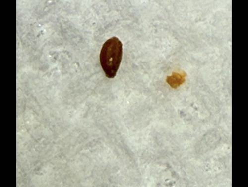 Drugstore Beetle