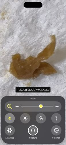 Not a bug/insect