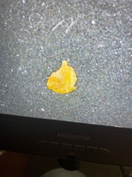 Not Applicable (Not an insect)