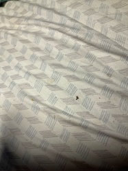 Bed Bug