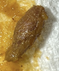 House Fly Larva (Maggot)