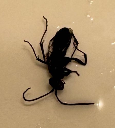Spider Wasp