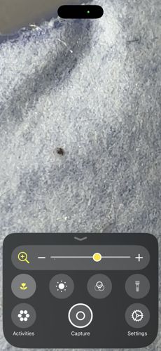 Bird Mite