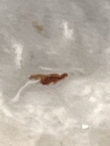 Dog Flea / Cat Flea (General Flea)