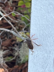 Western Conifer Seed Bug