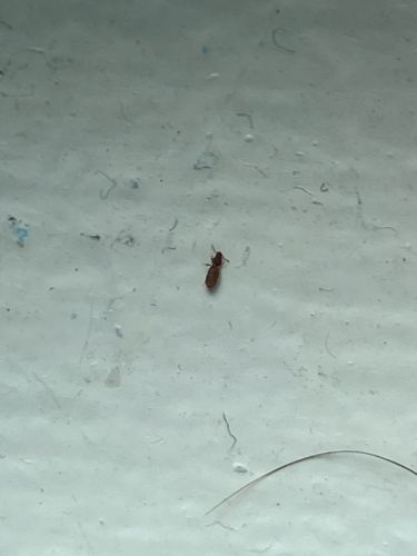 Saw-toothed Grain Beetle