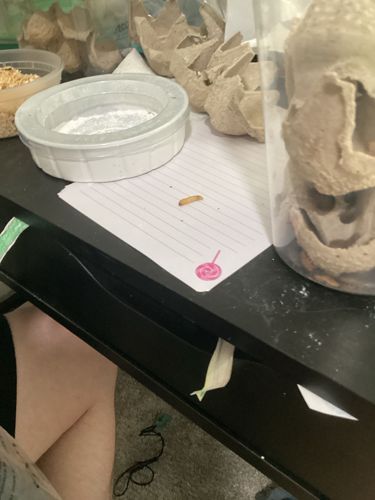 Mealworm (larva)