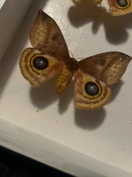 Io Moth