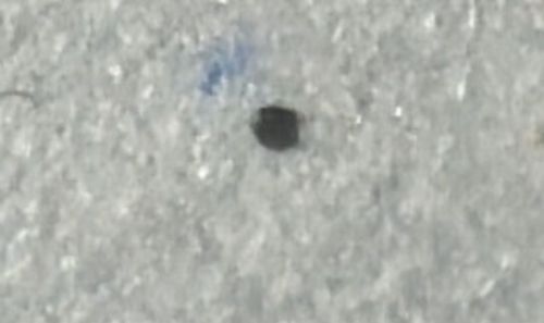 Carpet Beetle (likely Varied Carpet Beetle or Black Carpet Beetle)