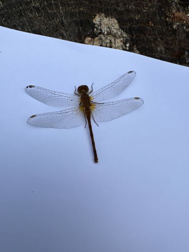Dragonfly