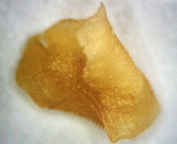 Cannabis Concentrate (Shatter/Wax)