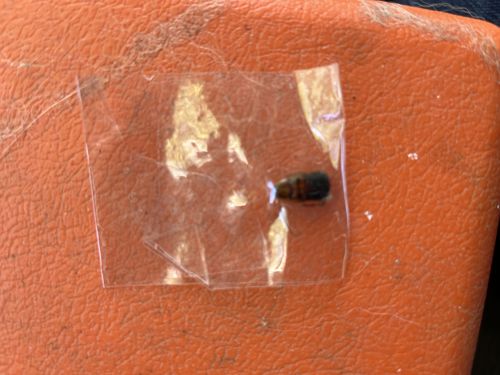 Varied Carpet Beetle