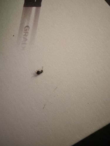 Ghost ant