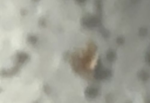 Unidentifiable Object/Insect (Likely Booklouse or Mite)