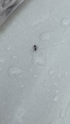 Ant (general based on visual)