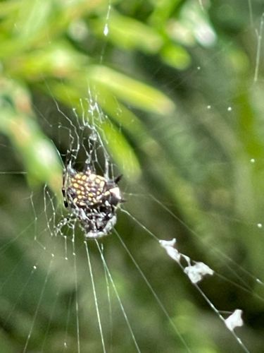 Spiny Orb-weaver
