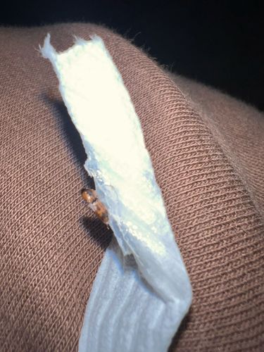 Carpet Beetle (larva)