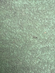 Ant