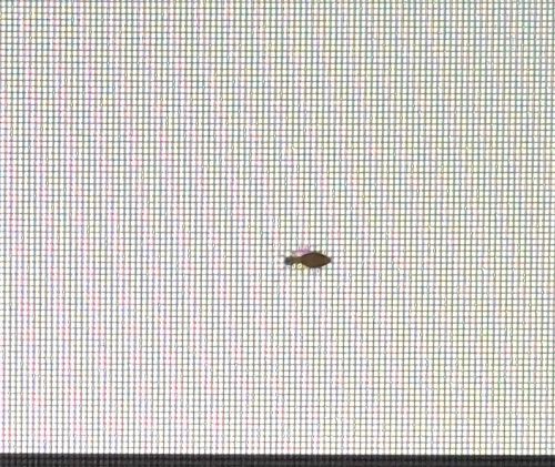 Minute Brown Scavenger Beetle