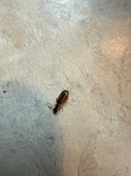 Ground Beetle (specifically Lebiinae subfamily)