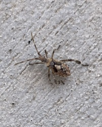 Assassin Bug (likely a nymph)