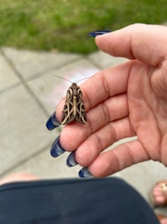 Light Brown Apple Moth