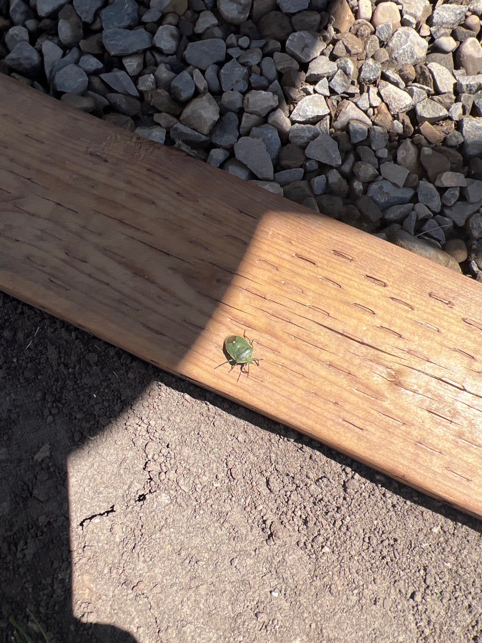 Green Stink Bug